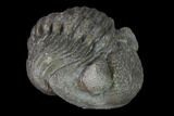 Wide Eldredgeops Trilobite - Silica Shale #137262-3